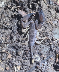 Hormurus