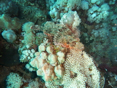 Scorpaenopsis oxycephalus