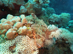 Scorpaenopsis oxycephalus