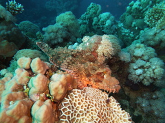 Scorpaenopsis oxycephalus
