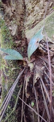 Eulophia maculata