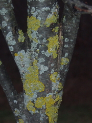 Xanthoria parietina