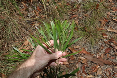 Acacia maidenii