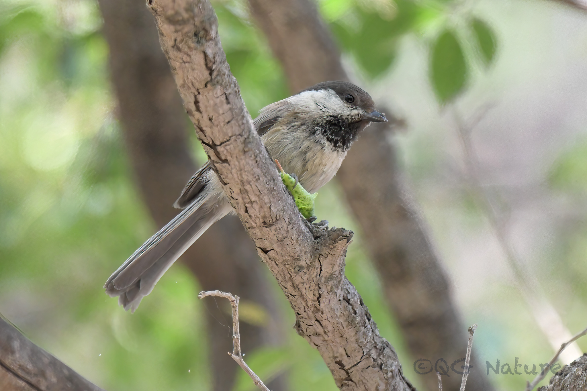 Willow Tit