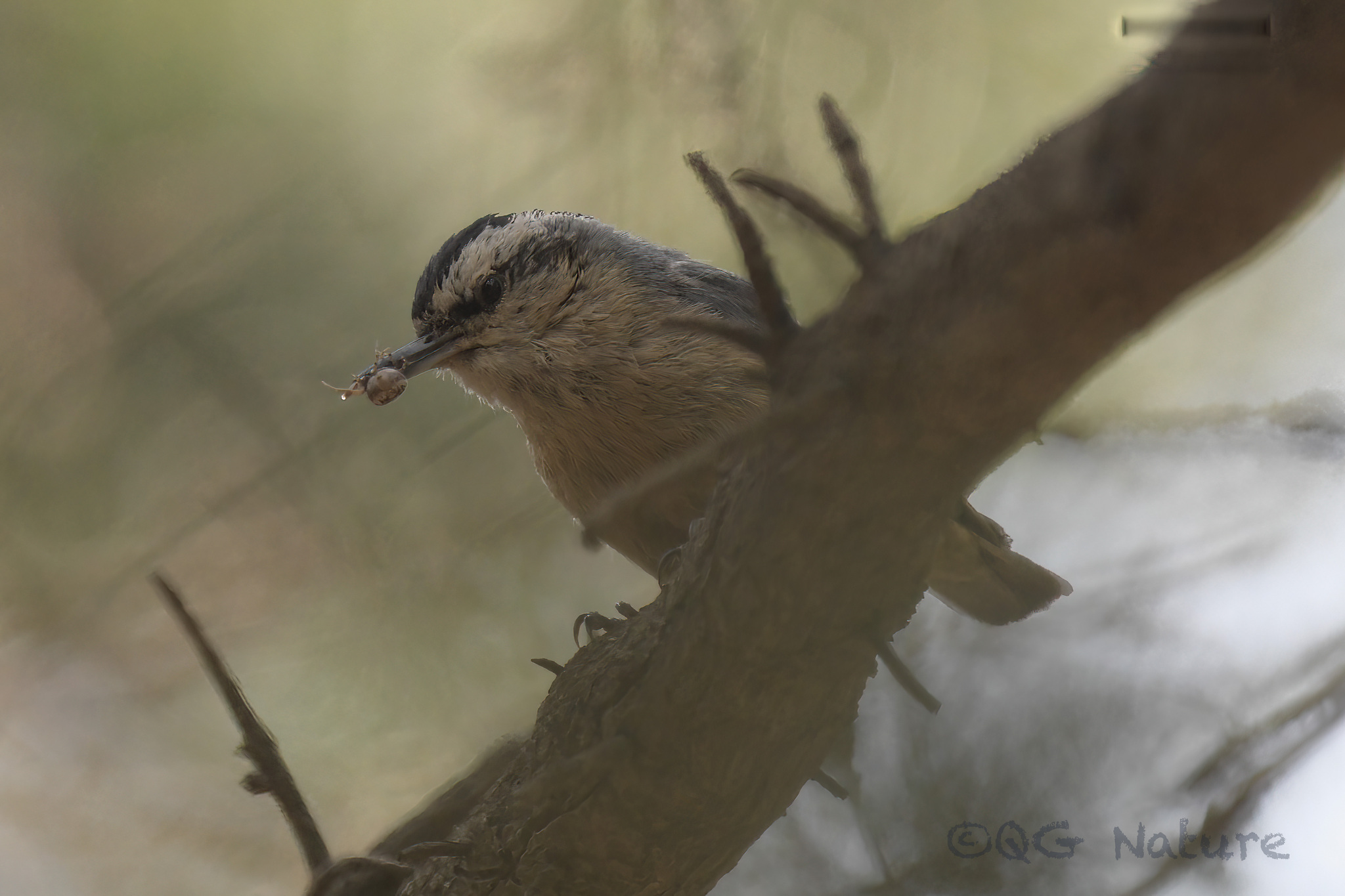 Chinese Nuthatch