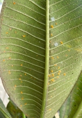 Coleosporium plumeriae