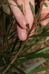 Acacia maidenii