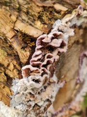 Chondrostereum purpureum