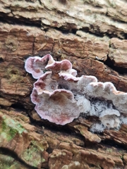 Chondrostereum purpureum