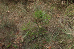 Acacia maidenii