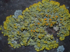 Xanthoria parietina