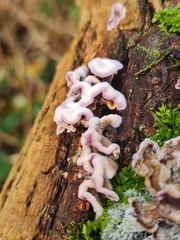 Chondrostereum purpureum