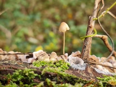 Chondrostereum purpureum