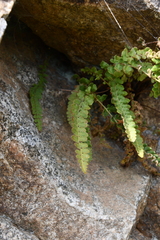 Woodsia subcordata