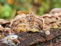 Chondrostereum purpureum