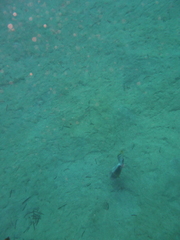 Pseudobalistes flavimarginatus