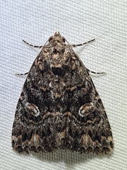 Condica aroana