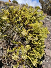 Hubertia ambavilla