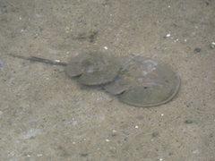 Carcinoscorpius rotundicauda