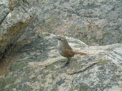 Scelorchilus albicollis