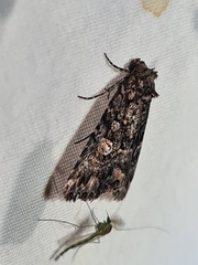 Condica aroana