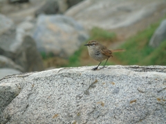 Scelorchilus albicollis