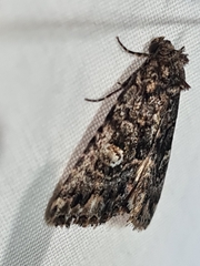 Condica aroana