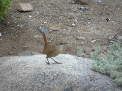 Scelorchilus albicollis