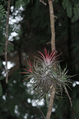 Tillandsia ionantha