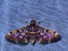 Spilomelinae
