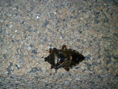 Pinthaeus sanguinipes