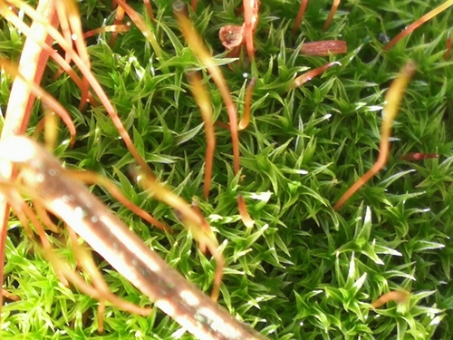 rohozub purpurový (Ceratodon purpureus)