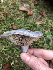 Lactarius paradoxus