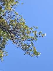 Tabebuia
