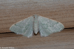 Hemidromodes sabulifera