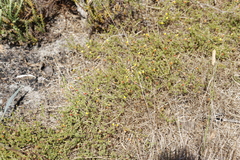 Aspalathus retroflexa retroflexa