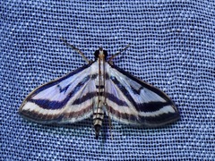 Perisyntrocha ossealis
