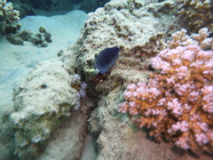 Pomacentrus trichrourus