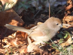 Sinosuthora webbiana