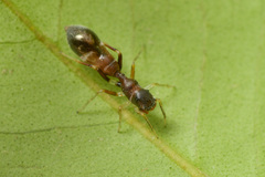 Synemosyna aurantiaca