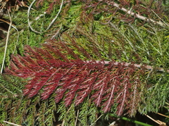Achillea millefolium