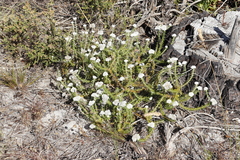 Metalasia pulchella
