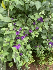 Lycianthes rantonnetii