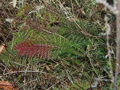 Achillea millefolium