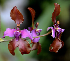 Cyrtochilum orgyale