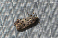 Anacampsis innocuella