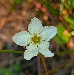 Ornduffia albiflora