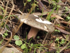 Russula olivacea