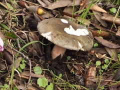 Russula olivacea