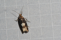 Epinotia trigonella